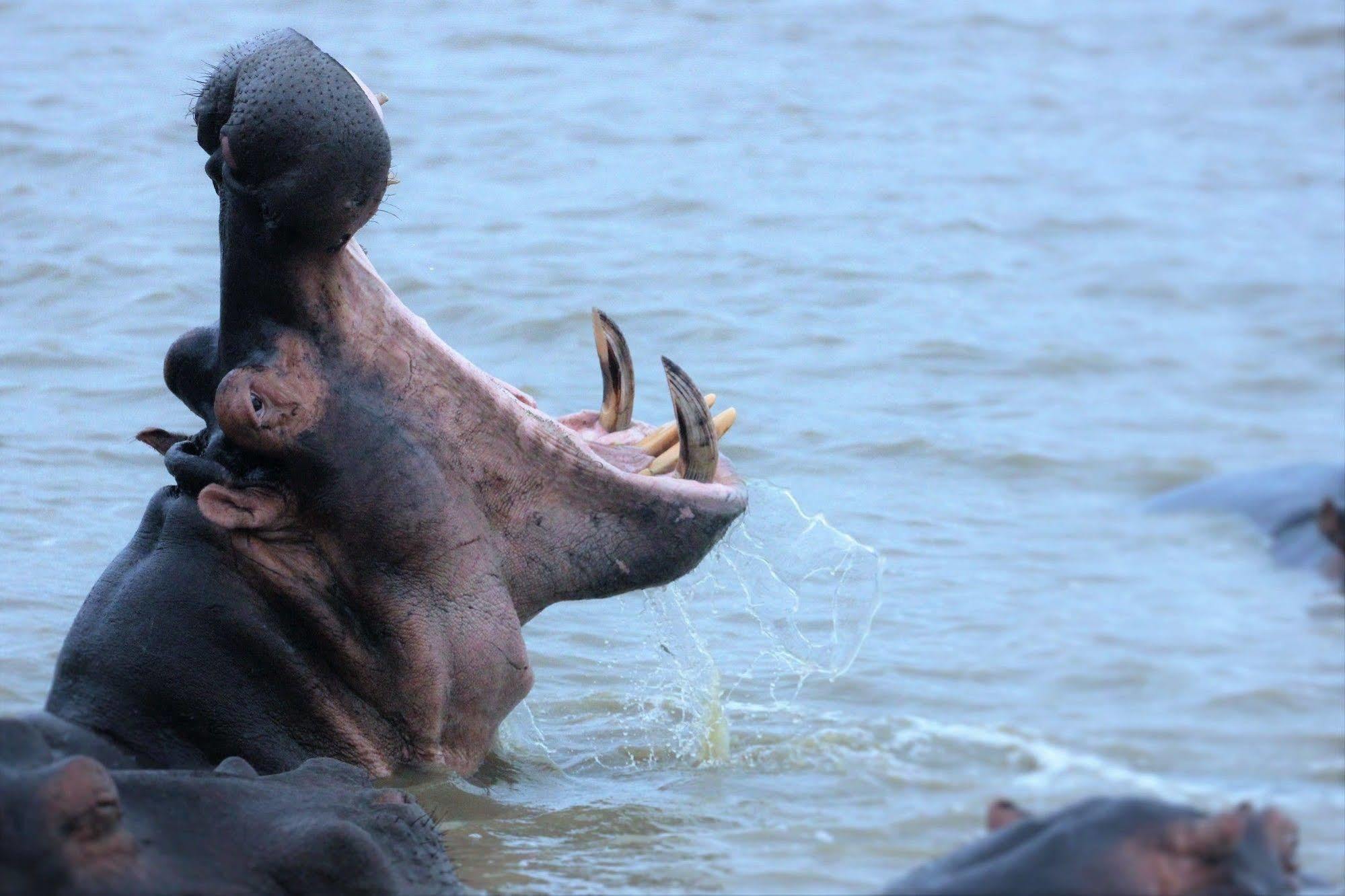 Kosi Forest Lodge Manguzi Kültér fotó